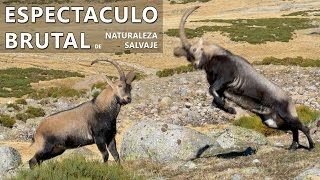 Cabras montesas en celo Pelea en Gredos ESPECTACULAR [upl. by Hallagan191]