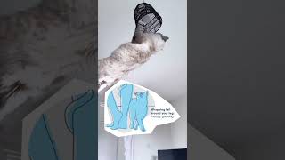 Cat Tail Meanings cattails FelineCommunication CatOwners PetTips catshorts Shorts CatLovers [upl. by Remas]