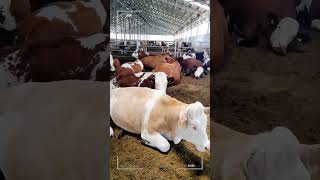 🔴 SIMMENTAL CATTLE ✅ Biggest Bulls And Cow [upl. by Felten]