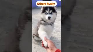 Others husky vs my husky 😒Ep2husky dog trendingsong vigdiyanheeran trending viral [upl. by Tham378]