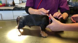 DWurf chippen und impfen  Chipping puppies [upl. by Devondra505]