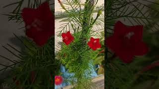 Cypress Vine ke sath aisa bhi hota hai CypressVine garden manjuhandaorganicgardening [upl. by Bautram]