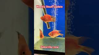 Weekly Stock Update ofpetscornorhyderabad2036 parrotfish aquarium [upl. by Darla]