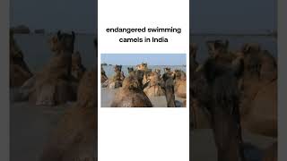 Swimming Camels ONLY in India  animalplanet animalplanetindia shorts [upl. by Topping]