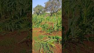 Maize🥹sravanisagar farming agrieducation collegelife college of agriculture farmer [upl. by Midan666]