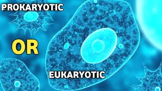 Is Amoeba Prokaryotic OR Eukaryotic Cell [upl. by Ardnaskela]