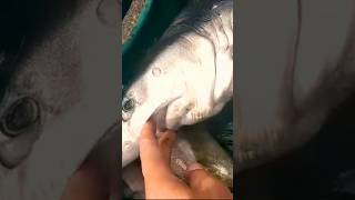 🦈petit Requin bleu 🦈🦈🦈 القرش الأزرق🦈 beach ocean shark fish fishing sportfishing [upl. by Ainatit]