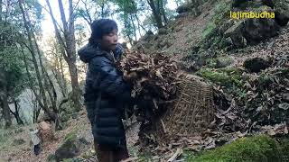 getting dry leaf for manure  lajimbudha [upl. by Eninnej967]