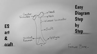 Labelled Diagram of Femur Bone l How to Draw Femur Bone with Labelling l Femur Bone Structure [upl. by Norm269]