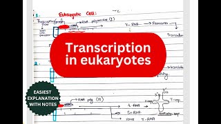 Transcription In Eukaryotes  Initiation Elongation amp Termination  lippincot [upl. by Fried930]