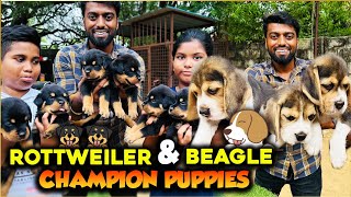 Rottweiler amp Beagle CHAMPION 🏆 PUPPIES 🐶 with Microchip amp Certificate in Chennai  DAN JR VLOGS [upl. by Einnil]