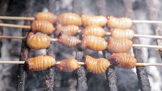 Lets Eat Grubs Eating Beetle Larva in the Amazon [upl. by Ordway868]