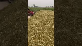 Silage Making at Baba Afzal Silage Chak no 431 JB silageseason silage farming [upl. by Ynot965]