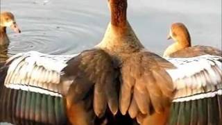 SlowMo Flapping Geese [upl. by Mason]