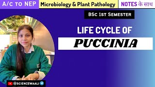 Puccinia graminis  Life cycle of puccinia graminis  Bsc1styear sciencewaali [upl. by Bernard]