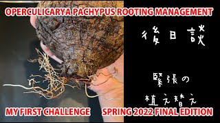 OPERCULICARYA PACHYPUS ROOTING MANAGEMENT SPRING 2022 FINAL EDITION [upl. by Grane336]