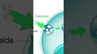 Endozytose amp Exozytose einfach erklärt biologie [upl. by Aleira]