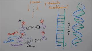 Molécules du vivant 5  Acides nucléiques [upl. by Ahkihs]