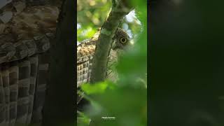 Brown Fish Owl [upl. by Reemas890]