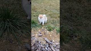 Мальчик❤️ 3 мес ждет вас🤗 померанскийшпиц puppy pom шпиц pomeranain [upl. by Lepp]