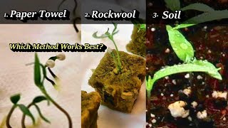 How to germinate chilli pepper seeds paper towel method [upl. by Aray]