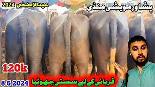 Peshawar Maweshi Mandi New Updates 8 6 2024  Cow Mandi 2024  Munsif Khan Vlog [upl. by Anialem]