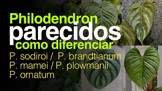 Como Diferenciar o Philodendron sodiroi brandtianum ornatum plowmanii e mamei  Flay [upl. by Annavoj450]