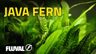 Species Spotlight  Java Fern [upl. by Moyra]