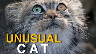 Pallass Cat  discover the extraordinary characteristics of this wild and rare cat [upl. by Glen979]