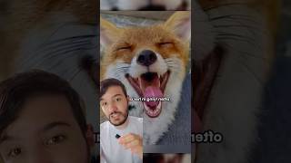 Raposinha 🦊 é salva e faz surpresa para sua salvadora raposa raposas fox animaisfofos viral [upl. by Herzig]