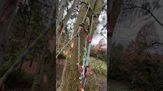 Retrievable SRT tie in  Great for stem work arborist chainsaw dangerous dangerous stihl [upl. by Zennas125]