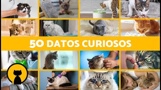 50 CURIOSIDADES sobre los GATOS que no conocías 🐱 ¡Te Sorprenderán [upl. by Vareck]