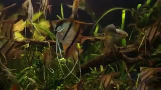 feeding Mesonauta egregius and Pterophyllum scalare Rio Nanay [upl. by Brantley]