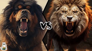 Tibetan Mastiff vs Lion – What If They Would Fight [upl. by Bowra]