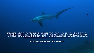 THE SHARKS OF MALAPASCUA [upl. by Rather]