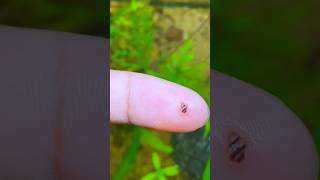 quotI Never Expected This to Happen in My Planted Tankquot shortsvideo snaillife snails assassinsnail [upl. by Marijane]