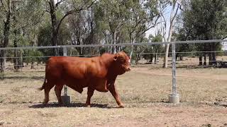 2024 ROMA NATIONAL LOT 98 FERNLEIGH PERFORMER [upl. by Eldrid]