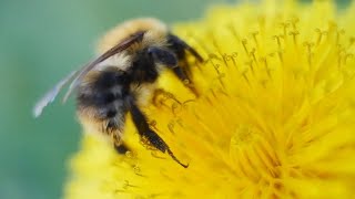 Bee attacks on the rise experts say [upl. by Buyer837]