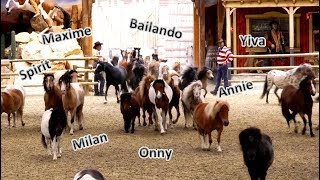 Binnenkomst van alle ponys in Lucky Town de hele kudde tijdens deze spectaculaire opening 2017 [upl. by Ahsiemac832]