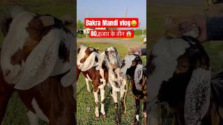 Ajmer Bakra Mandi Vlog 😲😯2024  shorts bakramandi goat [upl. by Duky]