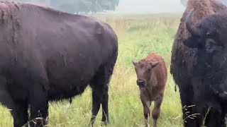 Bison React To Thunderstorm [upl. by Kylen]