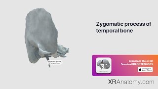 Zygomatic process of temporal bone [upl. by Enrico]