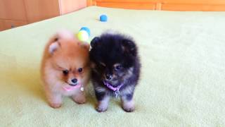 Female Pomeranian Puppies for Sale [upl. by Iene]