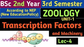 BSc 2nd Year 3rd SemesterTranscription Factors and MachineryTypes of Transcription Factors [upl. by Eugatnom373]