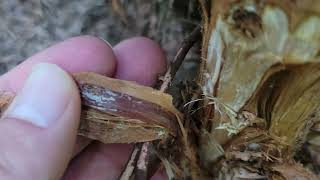 A close look at Armillaria Root Rot in action [upl. by Manthei]