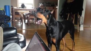 Doberman Pinscher Speaks  Talking Doberman [upl. by Ecnerewal821]