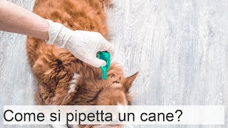 Come fare la pipetta a un cane  Passo dopo passo con VIDEO [upl. by Nivrek]