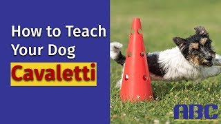 Teach Your Dog Cavaletti  Basics [upl. by Des532]