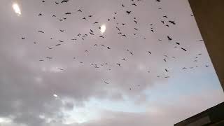 The Circle of Ravens A Musical Chorus in the Sky [upl. by Kevina89]