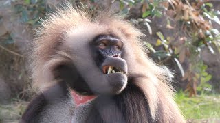 Geladas  Gelada Baboons  Diergaarde Blijdorp 2018 [upl. by Aeslek563]